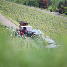 Querfeldwein