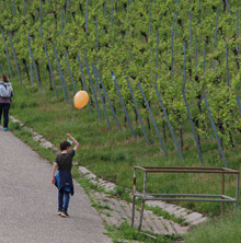 Querfeldwein