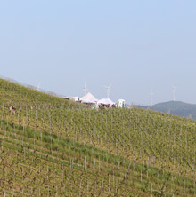 Querfeldwein