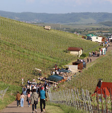 Querfeldwein
