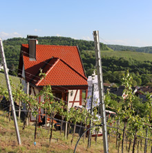 Querfeldwein