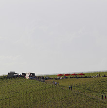 Querfeldwein