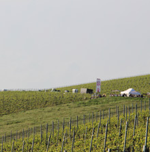 Querfeldwein