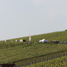 Querfeldwein
