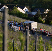 Querfeldwein